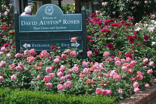 hotels neat to david austin roses